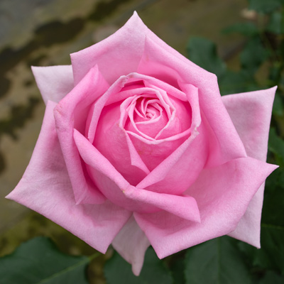 ハイブリットティ（四季咲き大輪） | バラ苗のネット通販の篠宮バラ園