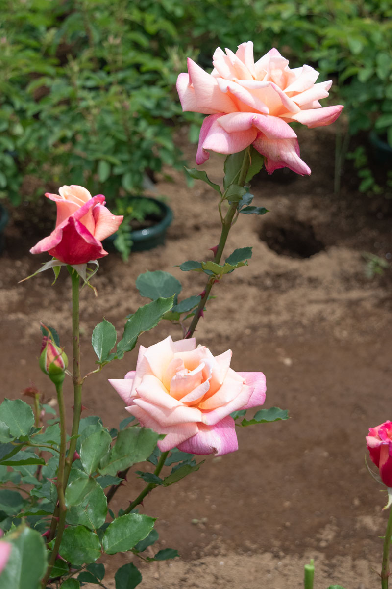 プレジデント ハーバート フーバー｜バラ苗の通販の篠宮バラ園