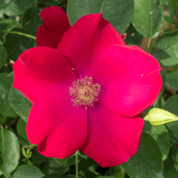 【7号鉢2年生苗】ベスビアス（自家栽培の健康台木使用）