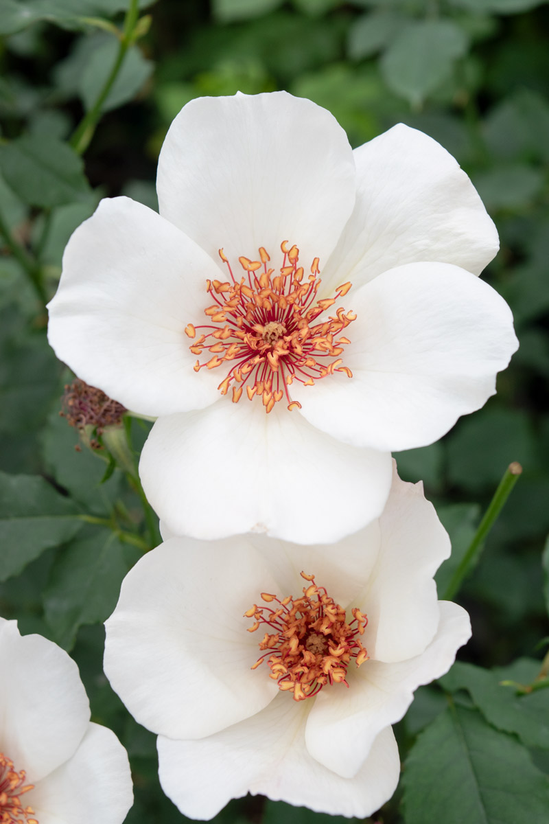 ホワイト ウィングス｜バラ苗の通販の篠宮バラ園