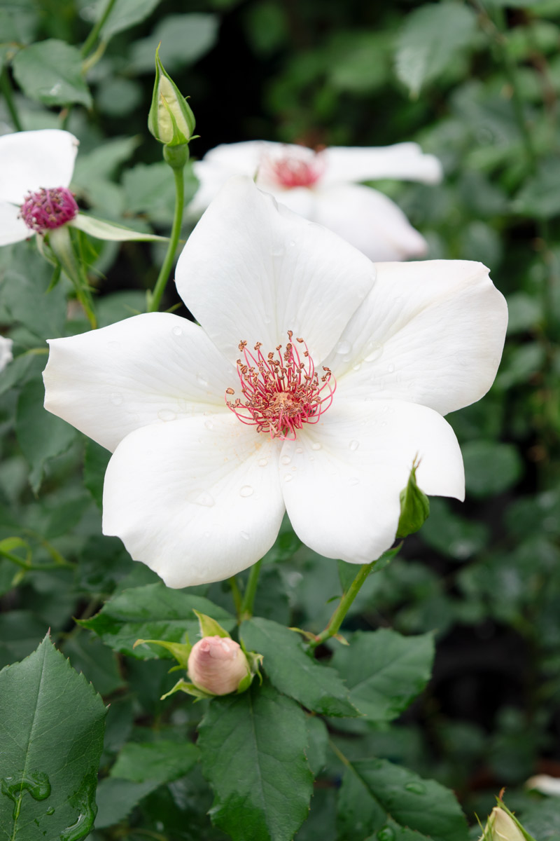 ホワイト ウィングス｜バラ苗の通販の篠宮バラ園