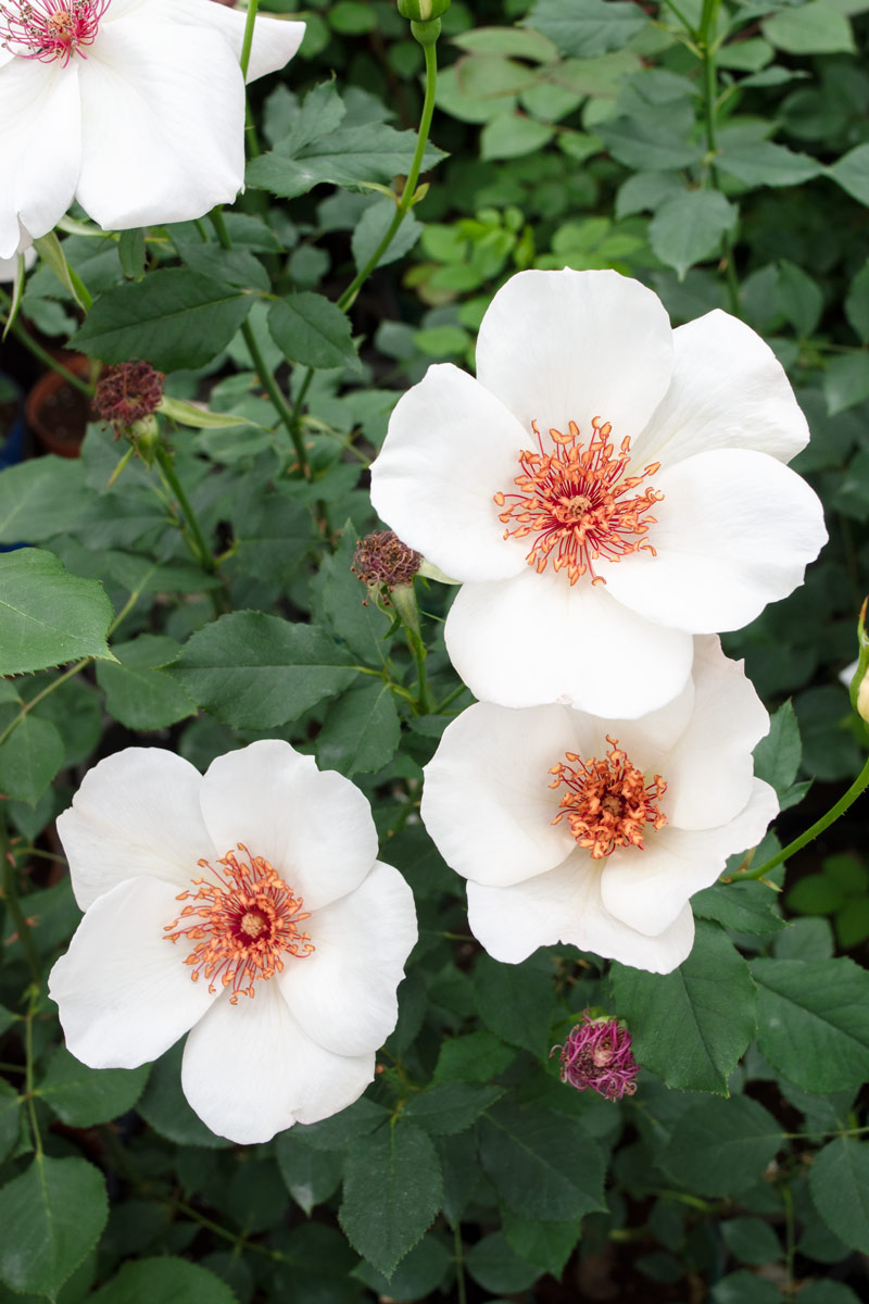 ホワイト ウィングス｜バラ苗の通販の篠宮バラ園