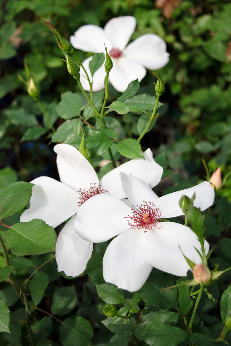 ホワイト ウィングス｜バラ苗の通販の篠宮バラ園