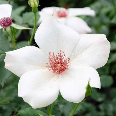 白 | 篠宮バラ園