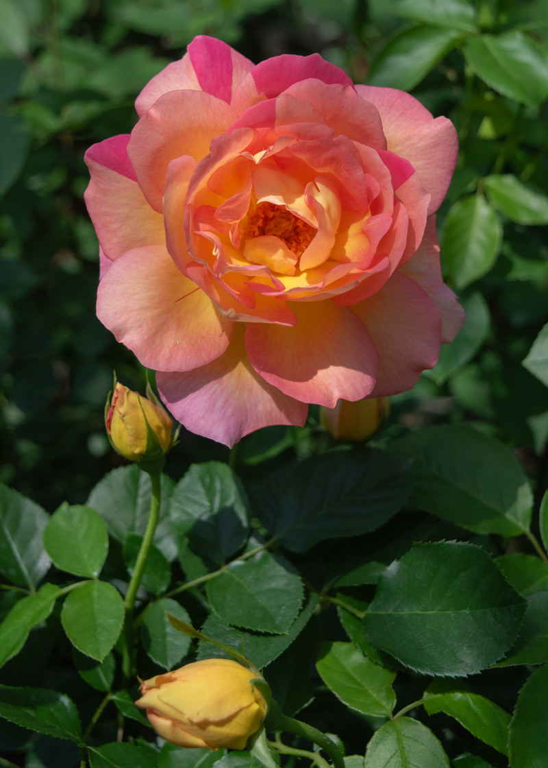 専用です。バラ苗 ラジオ｜バラ苗の通販の篠宮バラ園