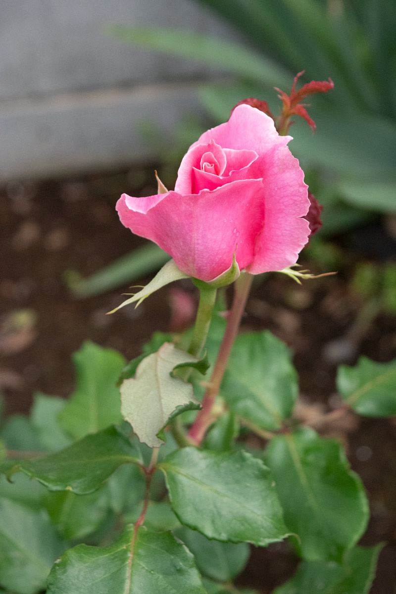 ビウィッチド｜バラ苗の通販の篠宮バラ園