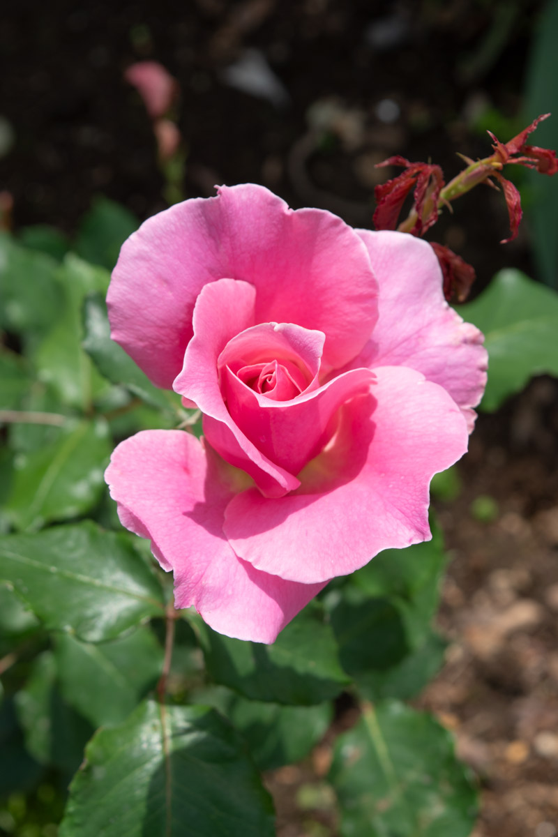 ビウィッチド｜バラ苗の通販の篠宮バラ園