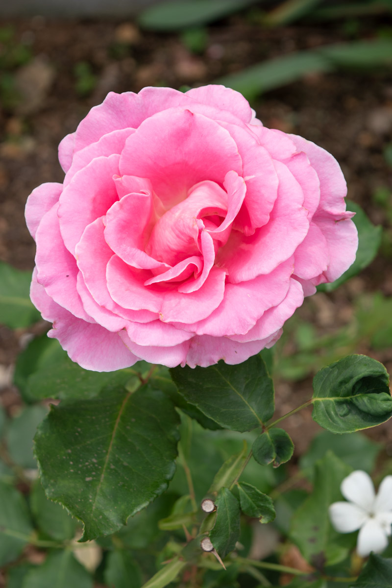 ビウィッチド｜バラ苗の通販の篠宮バラ園