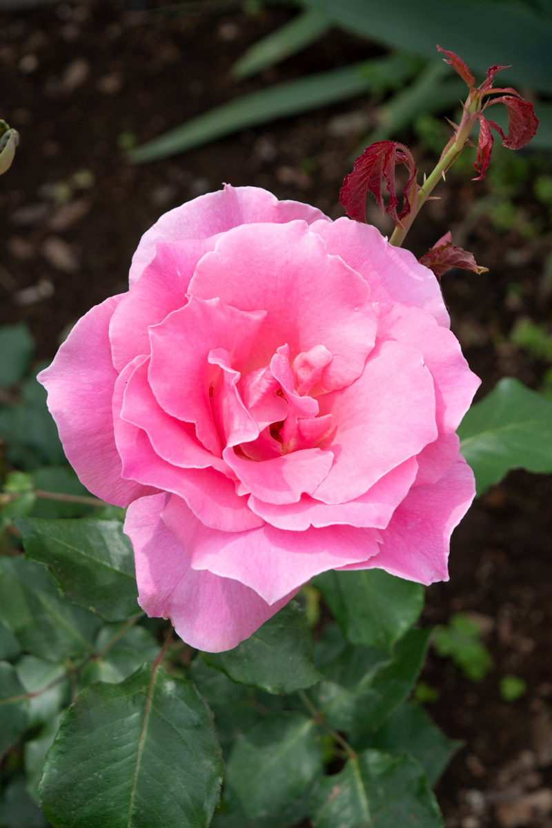 ビウィッチド｜バラ苗の通販の篠宮バラ園