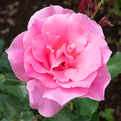 ビウィッチド｜バラ苗の通販の篠宮バラ園