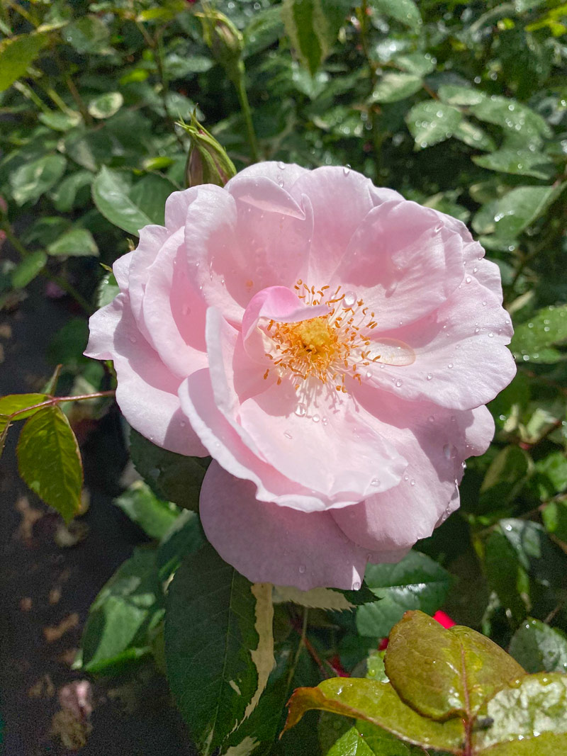 バラ苗 不規則な斑入り 四季咲き 楽天市場】四季咲きバラ苗