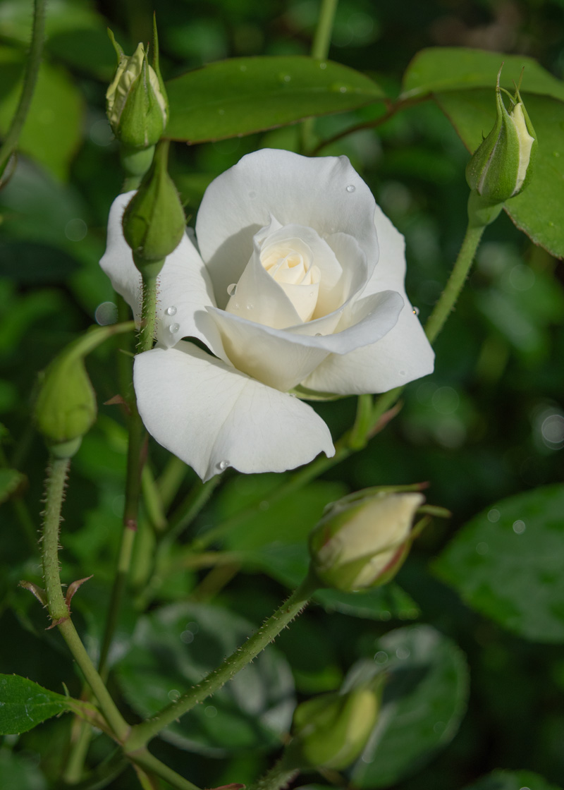 アイスバーグ ｜バラ苗の通販の篠宮バラ園