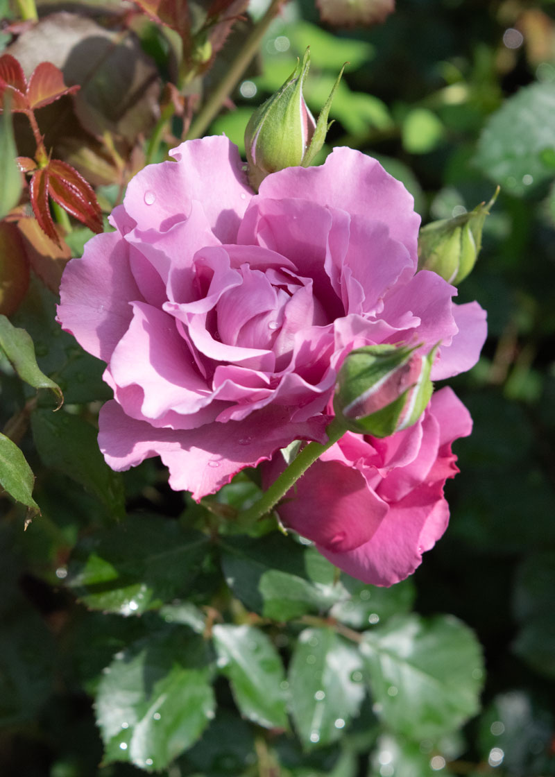 エンジェル フェイス ｜バラ苗の通販の篠宮バラ園