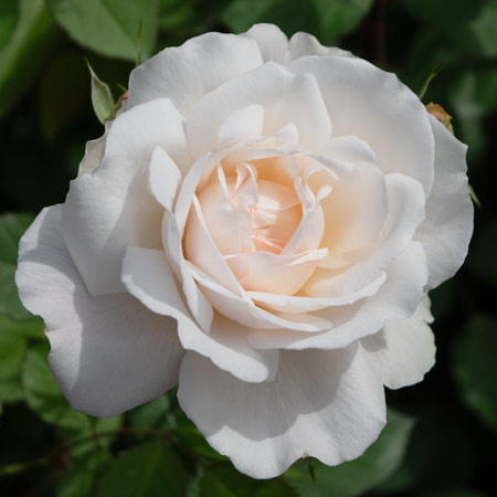 【7号鉢2年生苗】グルス アン アーヘン（自家栽培の健康台木使用）