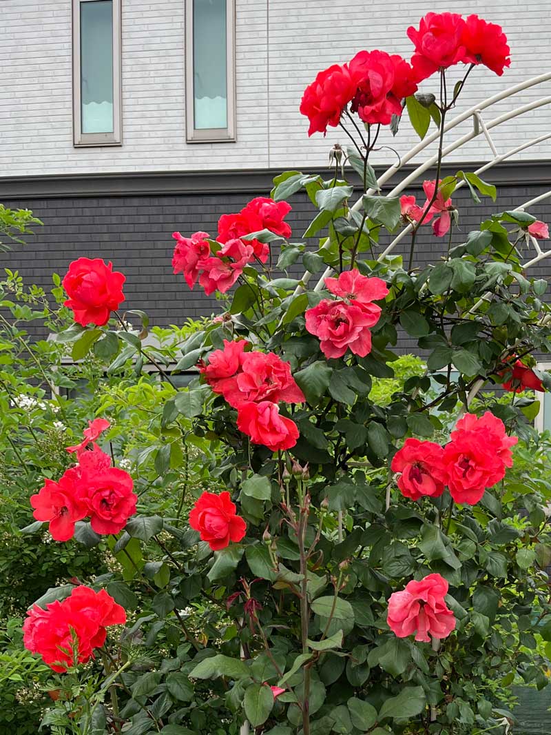 EL2奇跡のバラ「エリー」の接木苗大株6号鉢 スカーレット クイーン