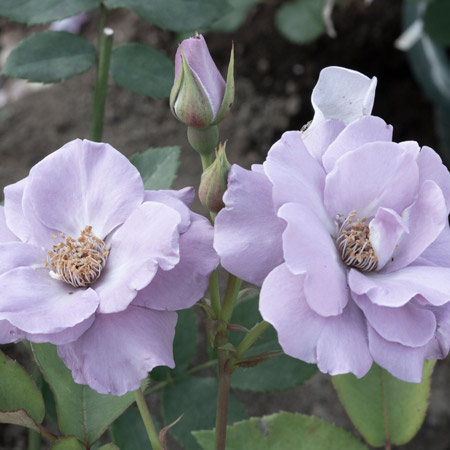 【7号鉢2年生苗】たそがれ（自家栽培の健康台木使用）