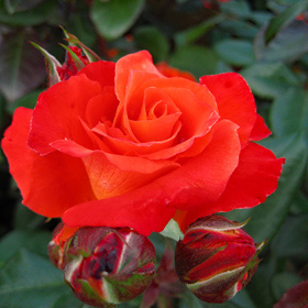 【7号鉢2年生苗】テキーラ（自家栽培の健康台木使用）