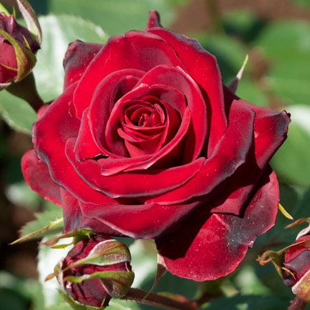 フロリバンダ（四季咲き中輪） | 篠宮バラ園