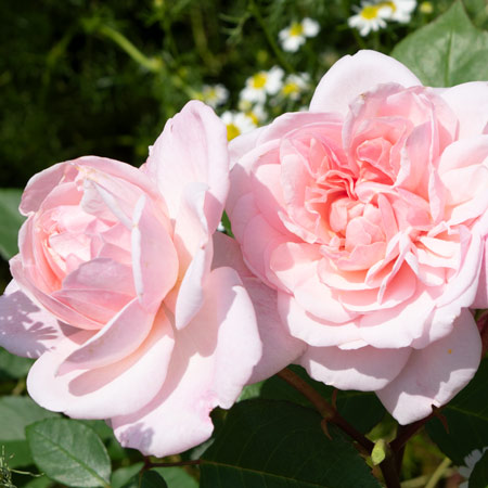 ピンク シフォン ｜バラ苗の通販の篠宮バラ園