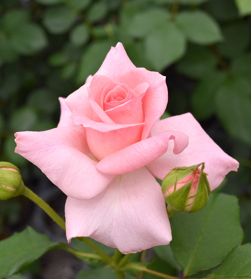 ブライダル ピンク ｜バラ苗の通販の篠宮バラ園