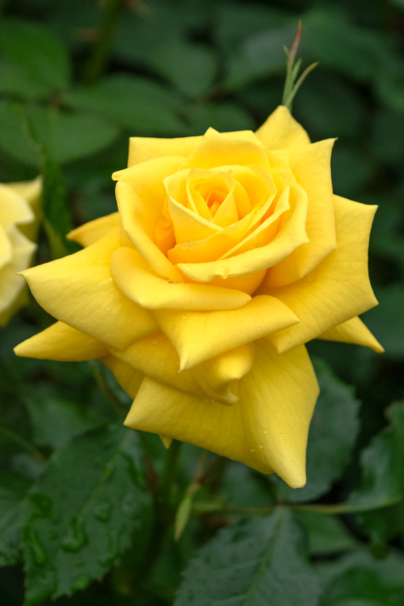 フリージア ｜バラ苗の通販の篠宮バラ園