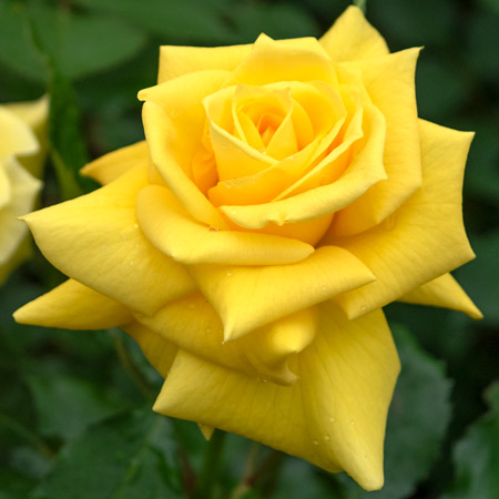 【7号鉢2年生苗】フリージア（自家栽培の健康台木使用）