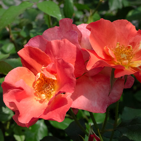 【新苗4号ポット】プリンセス ミチコ（自家栽培の健康台木使用）