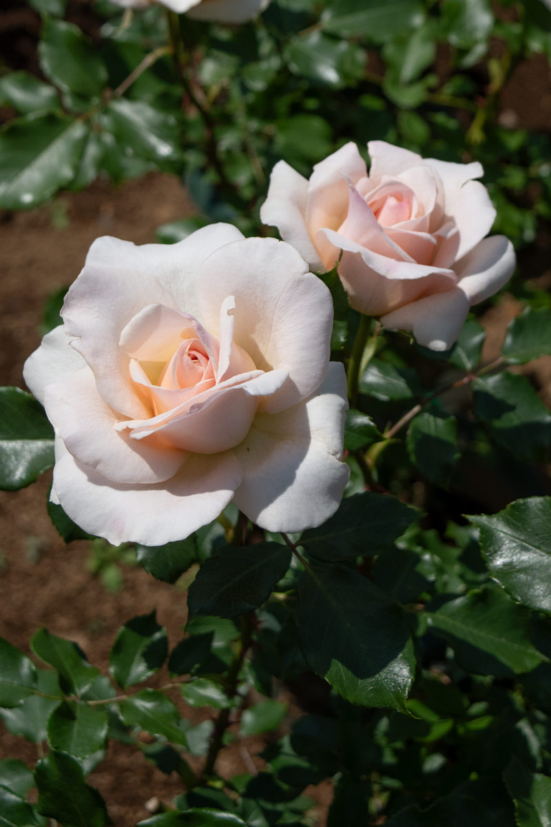 フレンチ レース ｜バラ苗の通販の篠宮バラ園