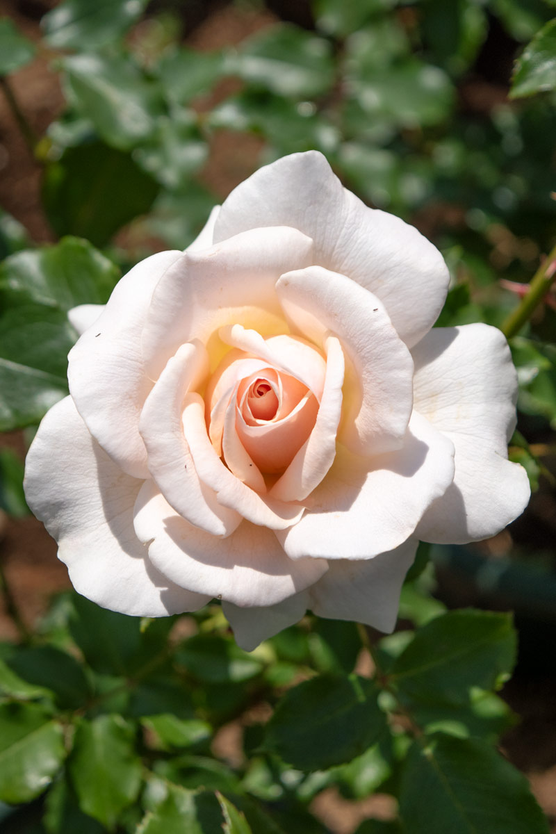 フレンチ レース ｜バラ苗の通販の篠宮バラ園