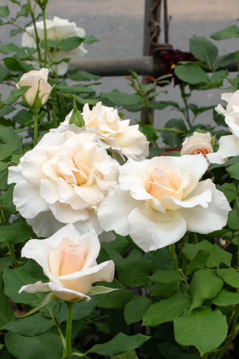 フレンチ レース ｜バラ苗の通販の篠宮バラ園