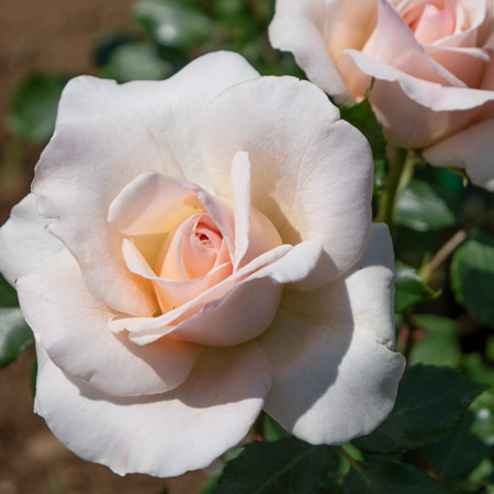 バラ中苗充実苗 　四季咲き中輪　コンパクト　花持ちいいです、病害虫に強いです バラ中苗充実苗 四季咲き中輪 コンパクト 花持ちいいです、病害虫に強い