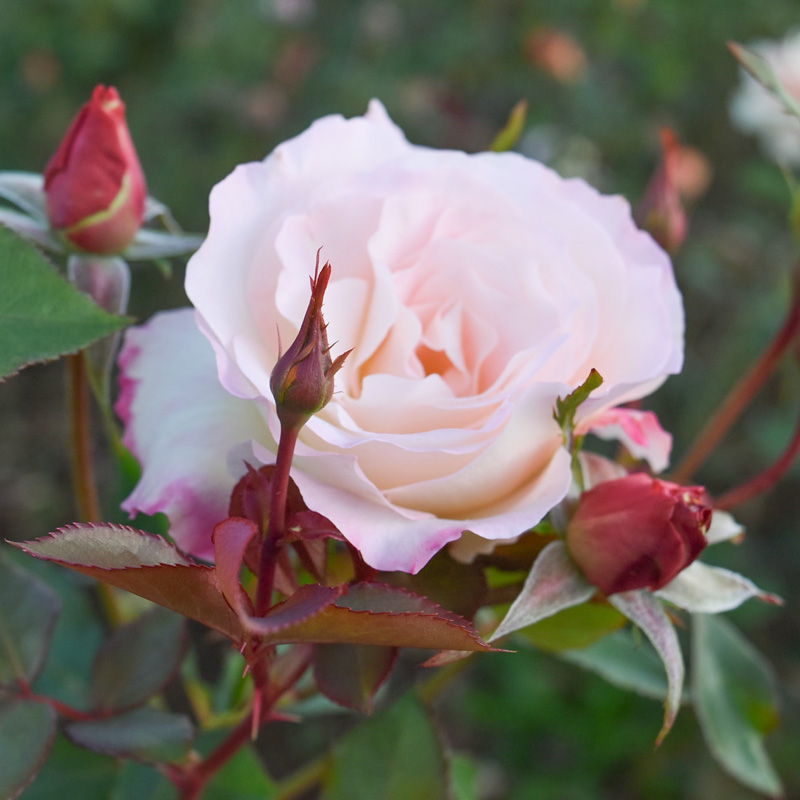 マチルダ ｜バラ苗の通販の篠宮バラ園