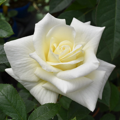 【新苗4号ポット】ぎんれい 銀嶺（自家栽培の健康台木使用）