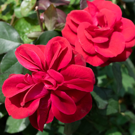 フロリバンダ（四季咲き中輪） | 篠宮バラ園