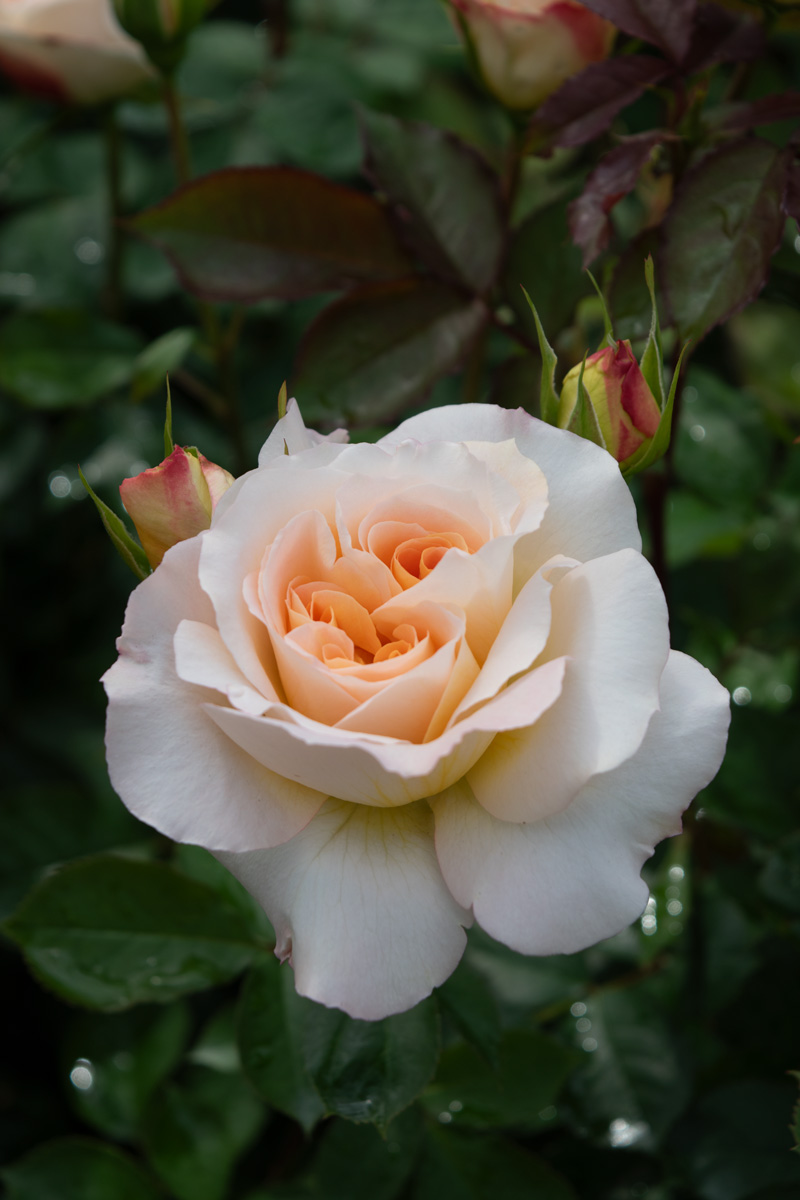 マ シェリ シュシュ｜バラ苗の通販の篠宮バラ園