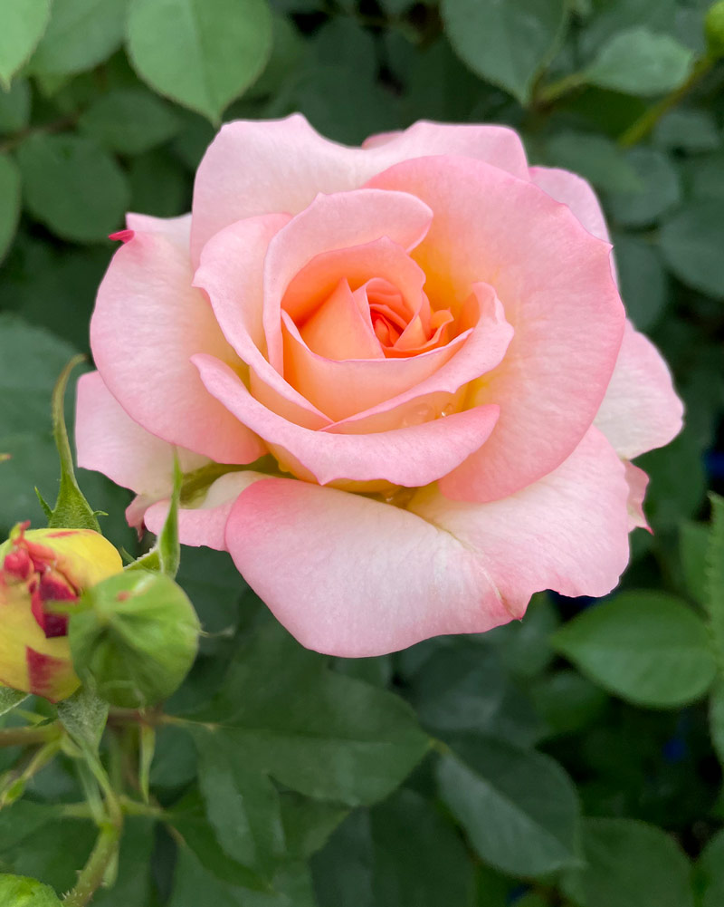 マ シェリ シュシュ｜バラ苗の通販の篠宮バラ園