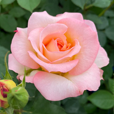 【7号鉢2年生苗】マ シェリ シュシュ（自家栽培の健康台木使用）