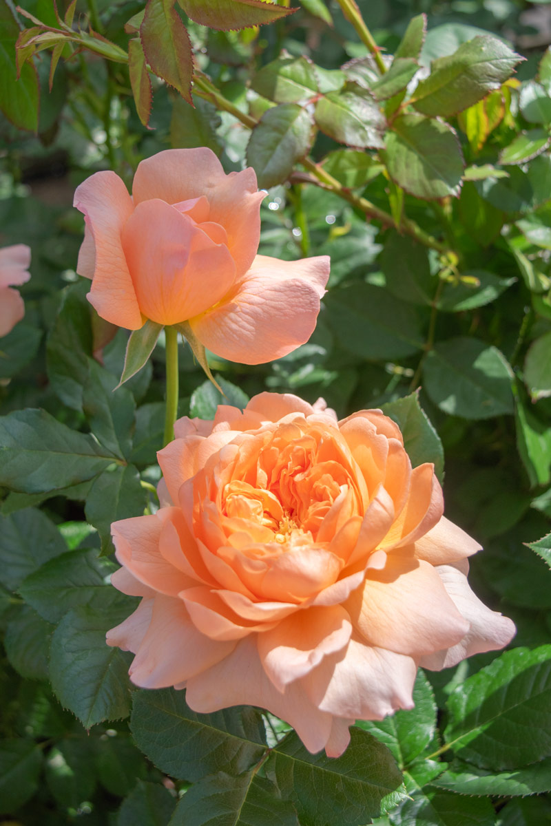 キングアーサー｜バラ苗の通販の篠宮バラ園