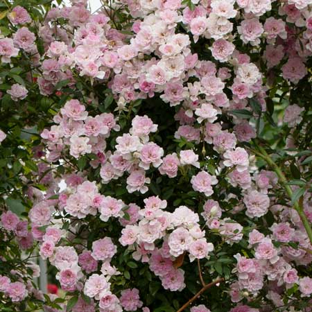 長尺苗 | 篠宮バラ園