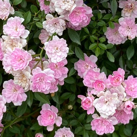 専用ページ　小鳥　つる薔薇 広い面をおおえるつるバラ | 篠宮バラ園