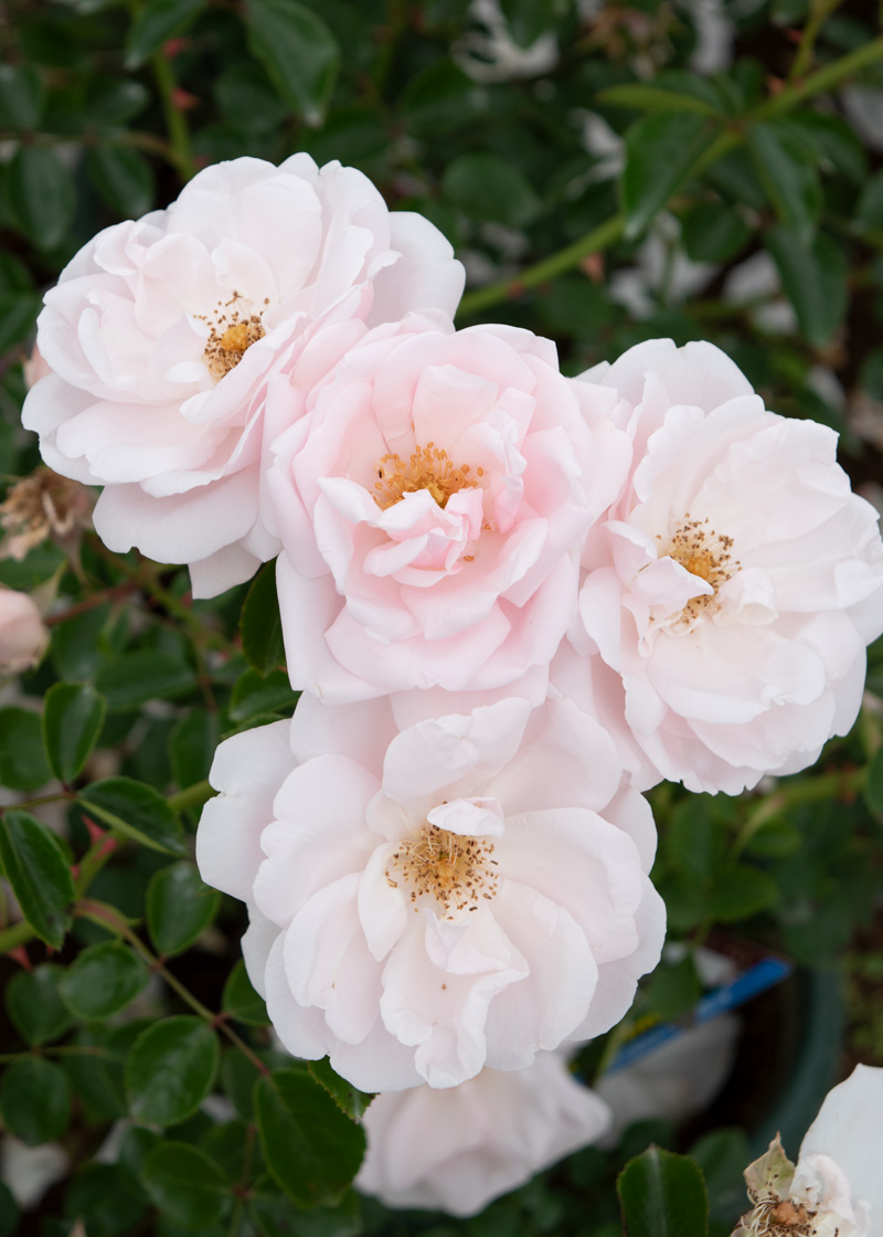 希少　レア　バラ苗　6号鉢 送料無料 ザ セレスティアル6号鉢大苗予約 鉢植え バラ 薔薇 ロサ