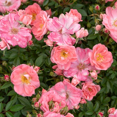 コンパクトなつるバラ | バラ苗の通販の篠宮バラ園