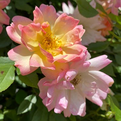 ローズヒップが楽しめる | 篠宮バラ園