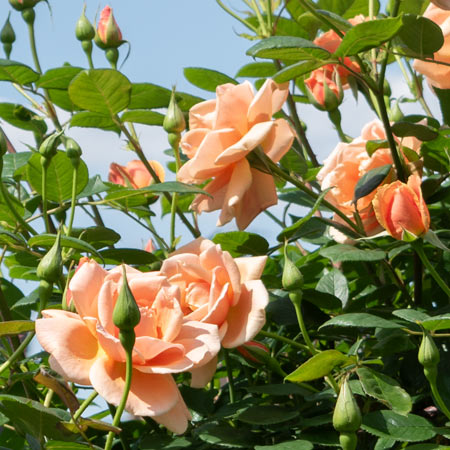 バラ苗 15ポットセット　　つるバラ苗　薔薇苗 つるバラ系（CL） | バラ苗のネット通販の篠宮バラ園