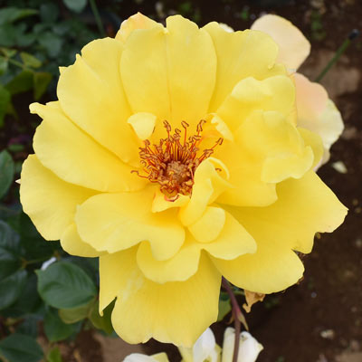 王妃アントワネット｜バラ苗の通販の篠宮バラ園