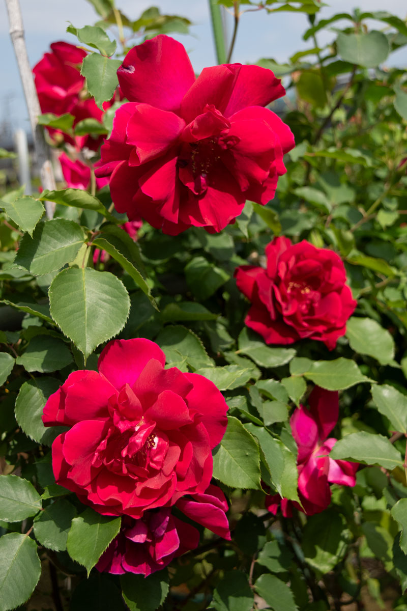 つるエトワール ド オーランド ｜バラ苗の通販の篠宮バラ園