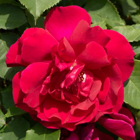 つるバラ系（CL） | バラ苗のネット通販の篠宮バラ園