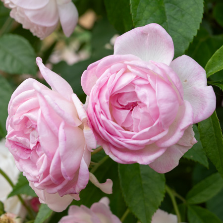 【7号鉢2年生苗】ペーター ロセガー（自家栽培の健康台木使用）