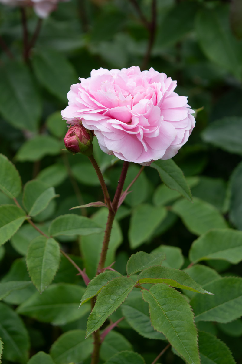 つるジャック カルティエ｜バラ苗の通販の篠宮バラ園