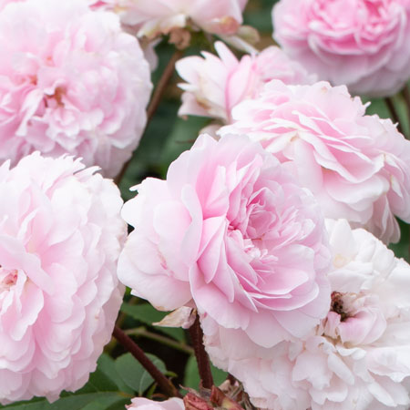 つるバラ系（CL） | バラ苗のネット通販の篠宮バラ園